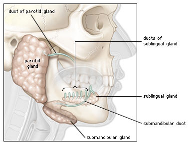 Sublingual Gland Removal3